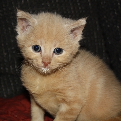 Linus
