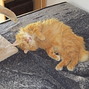 Garfield