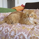 Garfield