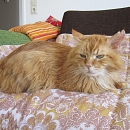 Garfield