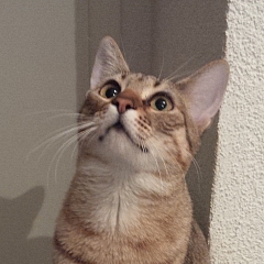 Ilaria