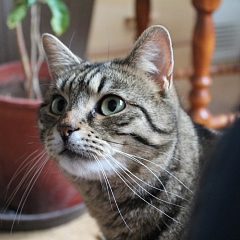 Chicco