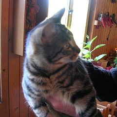 Santana 1