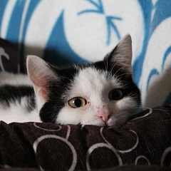 Arie