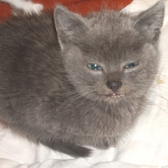 Meggy