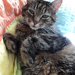Cloe
