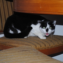 Priska