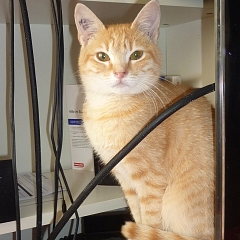 Angelo