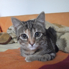 Romy