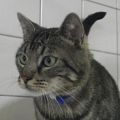 Zorro