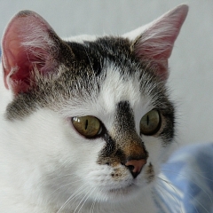 Cara