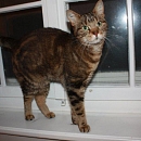 Strizzi (Lolita)