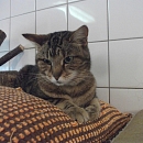 Strizzi (Lolita)