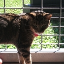 Strizzi (Lolita)