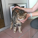 Strizzi (Lolita)