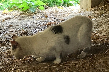 SPENDENAUFRUF ERFOLGREICH BEENDET - Krebsoperation und Kastration für Bauernhofkatzen Tiger, Mami, Mardi und Grisgris
