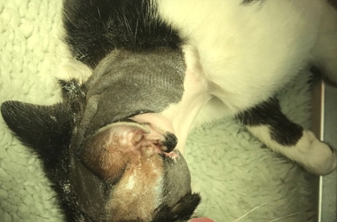 SPENDENAUFRUF BEENDET! Futterplatzkater Flitzer musste drei schwere Ohroperationen aushalten