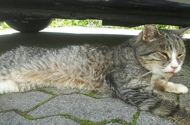 SPENDENAUFRUF BEENDET - Tigerle - alt, krank und zurückgelassen