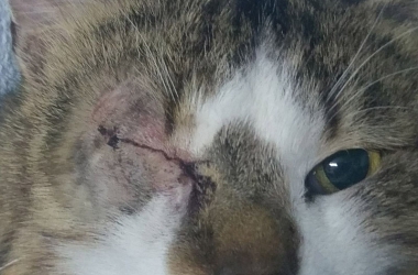 SPENDENAUFRUF BEENDET - Kater Robin ging uns in die Falle, seine Hornhaut vom Herpesvirus angegriffen. Drei Tage danach riss die Hornhaut, wir mussten ihm sein Auge entfernen lassen