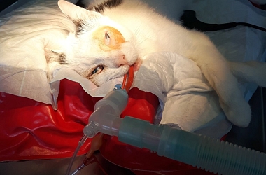 SPENDENAUFRUF ERFOLGREICH BEENDET ! - Kater Odin musste ein Auge entfernt werden - durch den Herpesvirus ist er erblindet
