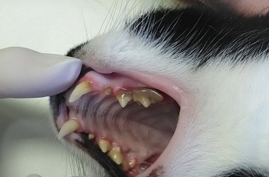 SPENDENAUFRUF BEENDET! - Futterplatzkater Antoine und Baileys: massive Gingivitis, Calicivirus, Kieferbruch, Herzultraschall, Zahnextraktion