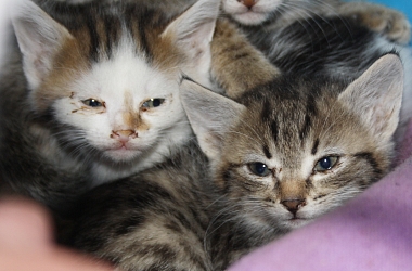 SPENDENAUFRUF BEENDET - Flutwelle ausgesetzter und abgegebener Kitten - viele sind krank, mussten sofort zum Tierarzt und intensiv versorgt werden