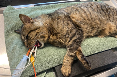 SPENDENAUFRUF ERFOLGREICH BEENDET! - Streunerkater Thommi hat nach seiner Augenlid OP nun keine Schmerzen mehr
