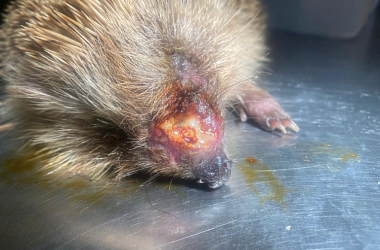 Kranke und verletzte Igel