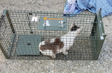 SPENDENAUFRUF ERFOLGREICH BEENDET - Tierschutz non-stop: Fangaktionen und Kastration verwilderter Katzen im Dreiländereck CH-D-F