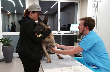 SPENDENAUFRUF BEENDET - Malinois-Hündin Kira musste morgens um 2:30 zum Notdienst - sie hatte starke Bauchkrämpfe
