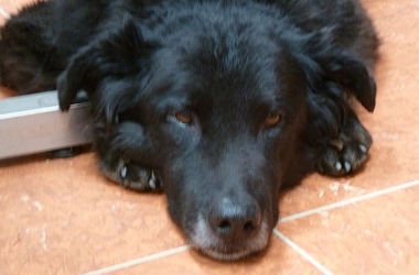 Spendenaufruf beendet: R.I.P. Chico - wir konnten nichts mehr für ihn tun ausser ihn auf seinem letzten Weg in Liebe begleiten