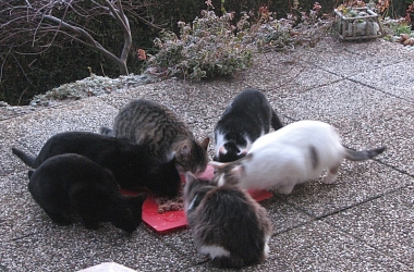 SPENDENAUFRUF ERFOLGREICH BEENDET! - Kastrations -und Futteraktion Streunerkatzen Elsass in F-Bettlach & F-Friesen