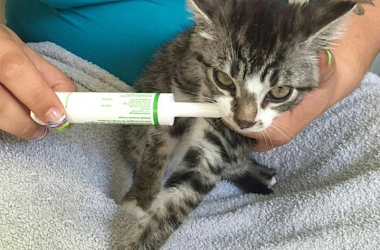 Aufruf beendet! - Kitten Kaya und Marie - dehydriert, verwurmt, verfloht, Milben, Fieber und Schnupfen - beiden mussten mehrmals zum Tierarzt