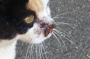 SPENDENAUFRUF BEENDET - Nina durfte endlich zum Tierarzt und konnte nur noch erlöst werden