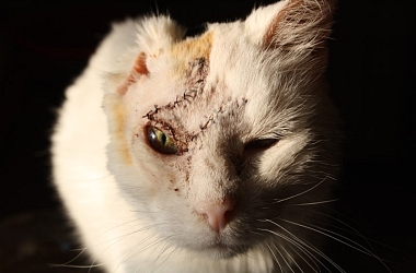 Spendenaufruf beendet: Kimba - zum 2. Mal musste ein Tumor entfernt werden