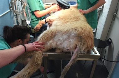 SPENDENAUFRUF ERFOLGREICH BEENDET! - Nala wurde halbverhungert abgegeben - sie konnte kaum mehr fressen, hatte Durchfall, ihre Hüften und Knie mussten geröntgt werden
