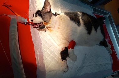 SPENDENAUFRUF BEENDET - Futterplatzkater Flitzer und Aaron: Tierarzt und OP für unsere tapferen Buben