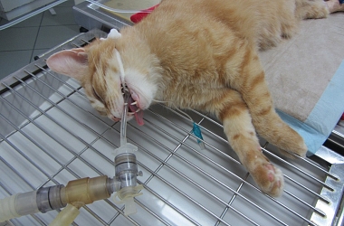 Spendenaufruf erfolgreich beendet! - Operation und Untersuchungen Katerchen Pumba