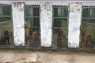 Spendenaufruf beendet! - Pensionskosten Spürhunde/ Malinois in Rente