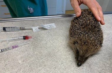 SPENDENAUFRUF BEENDET - Behandlungs- und Futterkosten für unser winziges Findel-Igelkind 