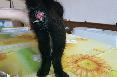SPENDENAUFRUF BEENDET - Operation von Kitten Shiva wegen akutem und sehr schmerzhaftem Prolaps - es war Shiva's Glück dass sie erst wenige Tage zuvor in unsere Obhut gekommen war