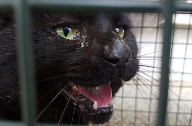 SPENDENAUFRUF BEENDET - RIP namenloses Katerchen --- manchmal könnten wir laut schreien vor Verzweiflung, wann Katzenbesitzer endlich verstehen und Verantwortung übernehmen? 