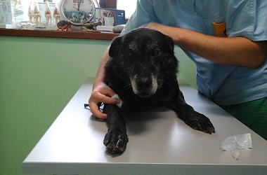 SPENDENAUFRUF BEENDET - Garry: Blutbilder, Ultraschall, Infektionsbehandlung, Kastration & Zahnsanierung. Der alte Hundemann brauchte eine Rundumsanierung