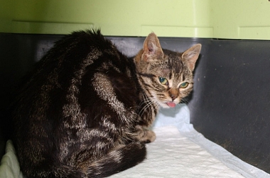 Whiskey lebt als wilde Streunerkatze - sie konnte gefangen und sterilisiert werden