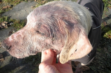 Pepita - musste monatelang unbehandelt leiden