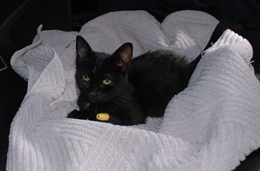 Mila hat es fast geschafft - Helfen Sie der kleinen Maus in ihr neues Leben!