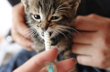 Unsere Babykatzen haben Katzenschnupfen