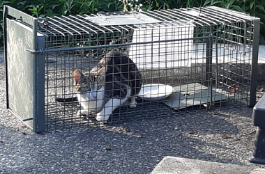 SPENDENAUFRUF BEENDET - Wir brauchen fünf neue Katzenfallen
