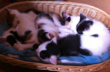 Spendenaufruf beendet! -- Unsere Rasselbande musste leider zum Tierarzt. Bitte helfen Sie! 