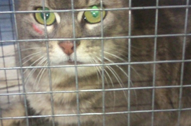 Aufruf beendet! - Kastration dreier Streunerkatzen